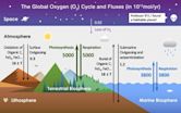 Oxygen cycle