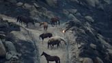 As California wildfire rages, volunteers help rescue horses, livestock