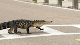 Alligator Stops Traffic Using the Crosswalk to Cross Street in South Carolina