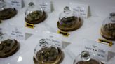 Thailand plans to require permits for medical, research use of cannabis