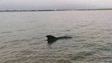 屏東大鵬灣傳鯨豚擱淺 救援單位呼籲勿騷擾、別靠近