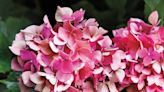 Why Your Hydrangeas Are Drooping—Plus Expert Tips on How to Revive Them