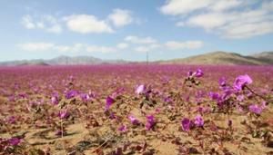 Unusual rainfall brings winter flowers to Chile’s Atacama desert | Fox 11 Tri Cities Fox 41 Yakima