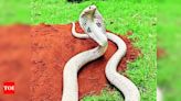 BBMP warns about snakes during hatching season | Bengaluru News - Times of India