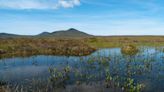 Remote peatland granted world heritage status