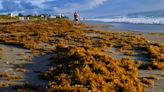 Did FAU study find 'flesh-eating bacteria' in Sargassum seaweed? No, contrary to reports