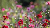 Small garden colour palette - Sarah Raven explains how to plant for your petite plot