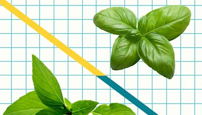 Italian Basil vs. Thai Basil: What's the Difference?