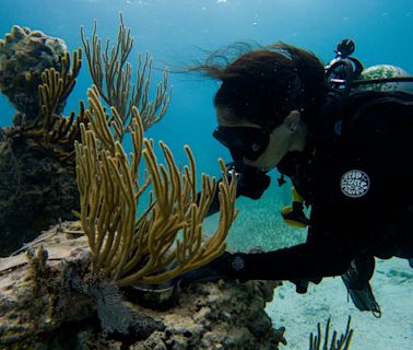 La bióloga que graba las sinfonías de los corales del Caribe mexicano para alertar de su extinción