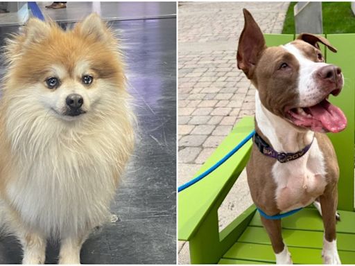 KCAS Pets of the Week: Cubby and Marmalade