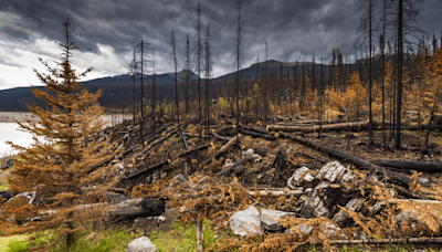 A New Forest Is Sprouting In Jasper After The Largest Wildfire In 100 Years