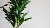 25 Types of Dracaena Plants