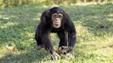 Watch the Moment a Lab-Kept Chimpanzee Sees the Sky for the Very First Time