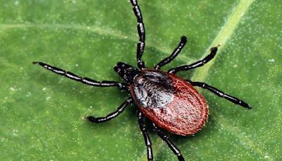 New Pa. online dashboard gives info on tickborne diseases, as warmer weather arrives