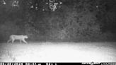 Official says security cam photo taken in northern Ont. appears to be a cougar