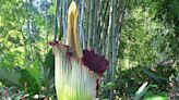 Corpse flower now blooming at Missouri Botanical Garden