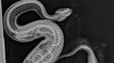 Chilling X-ray shows python after it was swallowed by cottonmouth snake