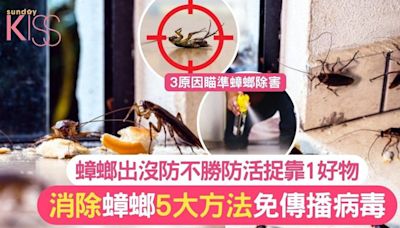 捉曱甴好物｜家中出現曱甴好頭痕 5大方法殺滅曱甴+推介1好物