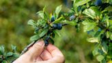 November foraging guide: The rules to follow, best foods to find and how to cook them