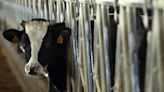 Dairy worker bird flu case shows need for protective gear, US CDC study shows By Reuters