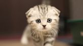 The Scottish Fold: An adorable cat with a hidden health concern?