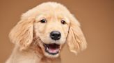 Golden Retriever Puppy Earns the Title of ‘Land Shark’ Thanks to His Precious ‘Teefs'