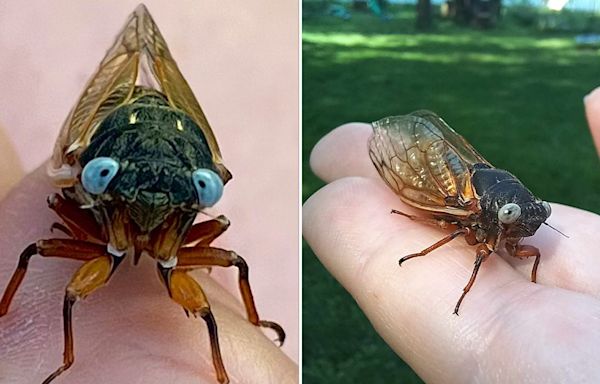 Extremely rare "blue-eyed" cicada spotted in Chicago suburb