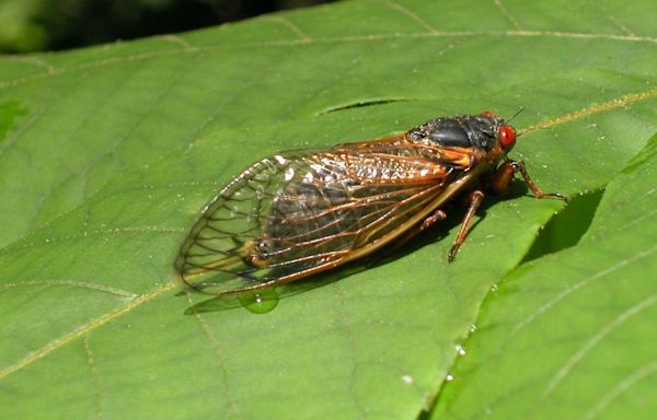 Cicadas in Georgia 2024 | Everything you need to know