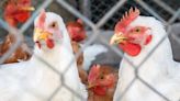 FSIS Declares Salmonella an Adulterant in Chicken Products