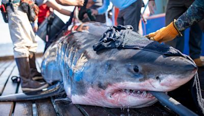 After Shark Week, great white shark visits Juno Beach. 5 facts on these predatory fish