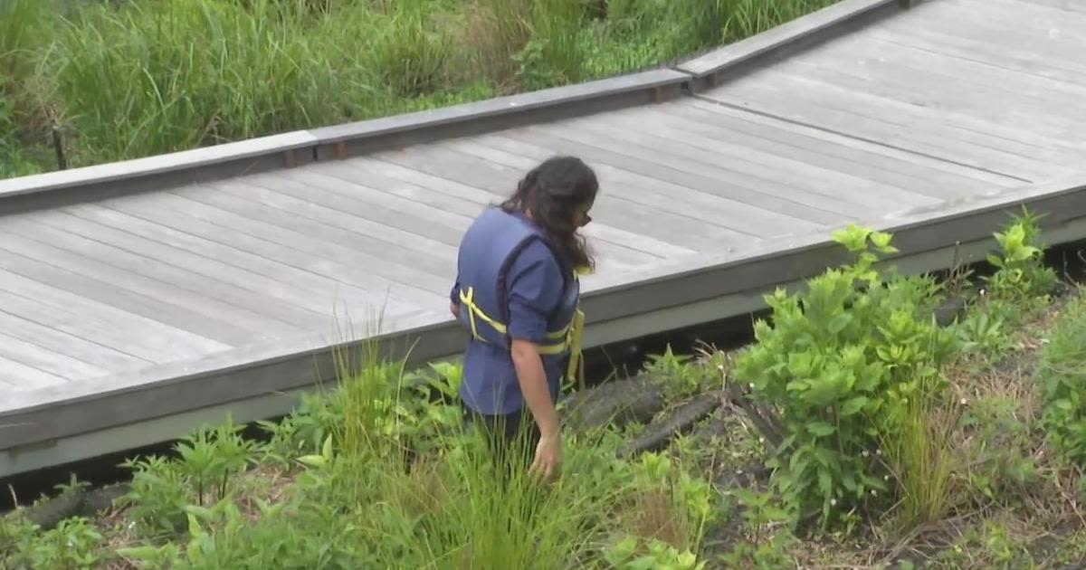 Chicago's Wild Mile transforms its river into a wildlife sanctuary