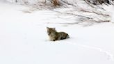 Coyotes are chasing skiers at Idaho resort, experts not sure why