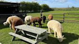 The farm near Cambridgeshire where you can picnic with alpacas