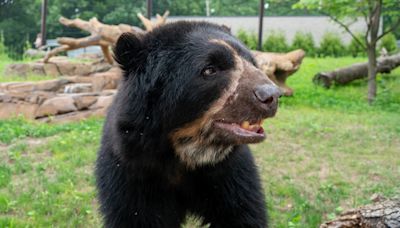 Andean bear moves into new exhibit at The Potawatomi Zoo