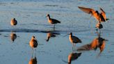 ‘The world in motion’: Bird migration peaks over Bay Area in first week of May