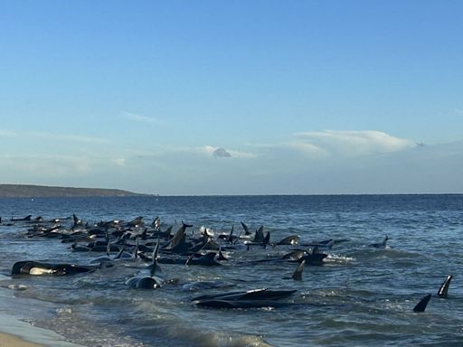 Decenas de ballenas piloto se quedan varadas en una playa del suroeste de Australia