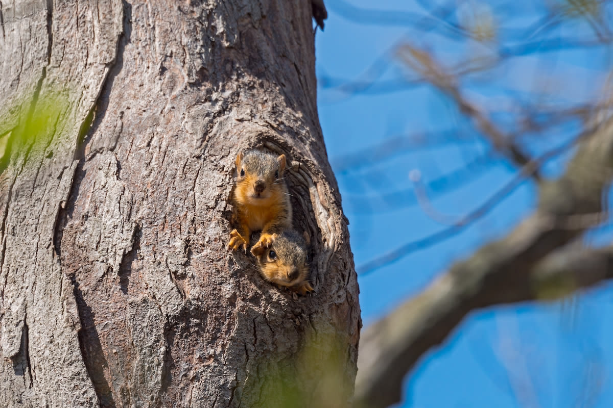 Touching Moment Mama Squirrel Reunites with Lost Baby Brings All the Feels