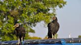 Two Vultures Partied Too Hard on Dumpster Booze and Couldn't Even Fly