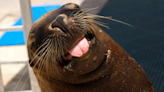 Chatty Sea Lion Shows off His Many Different Voices at Aquarium of the Pacific