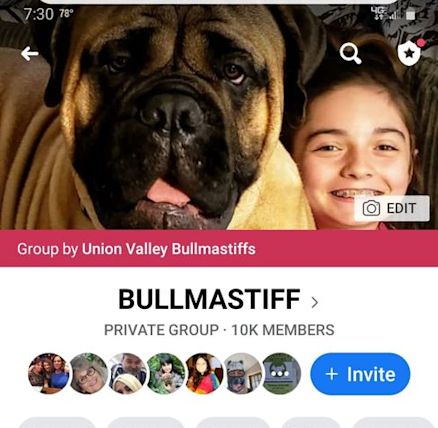 union valley bullmastiffs