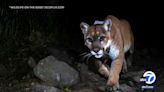 New documentary highlights LA's wildlife, mountain lion P-22 and new crossing over 101 Freeway