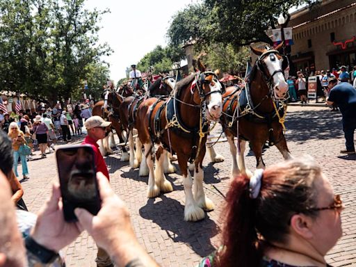 Move over, Fort Worth Herd... The Budweiser Clydesdales take over the Stockyards