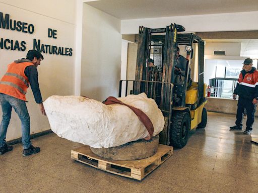 Hallaron el esqueleto de un perezoso terrestre gigante en Mar del Plata - Diario Hoy En la noticia