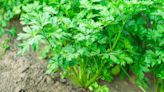 Keep parsley fresh for longer using fuss-free storage method every few days