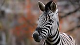 Pet Zebra Fatally Shot by Deputy After Allegedly Biting Owner’s Arm at Home