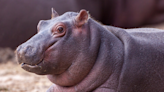 Baby Pygmy Hippo Makes Its Debut at a Zoo in Czech Republic