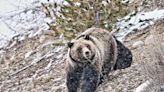 Shed Hunter Kills Charging Grizzly with a Handgun in Montana