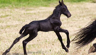 Horse Gives Birth to Newborn Foal and the Love Is Totally Immediate