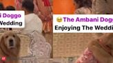Anant Ambani-Radhika Merchant wedding: Pet pooch Happy steals the show in a silk jacket!