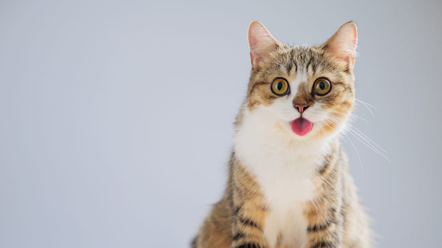 These Are the Most A-mew-sing Funny Cat Names for Your Furry Friend